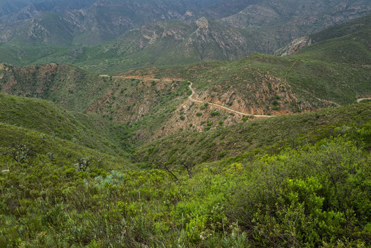 Valley of Baboons - Kohutt™ - made in Tasmania