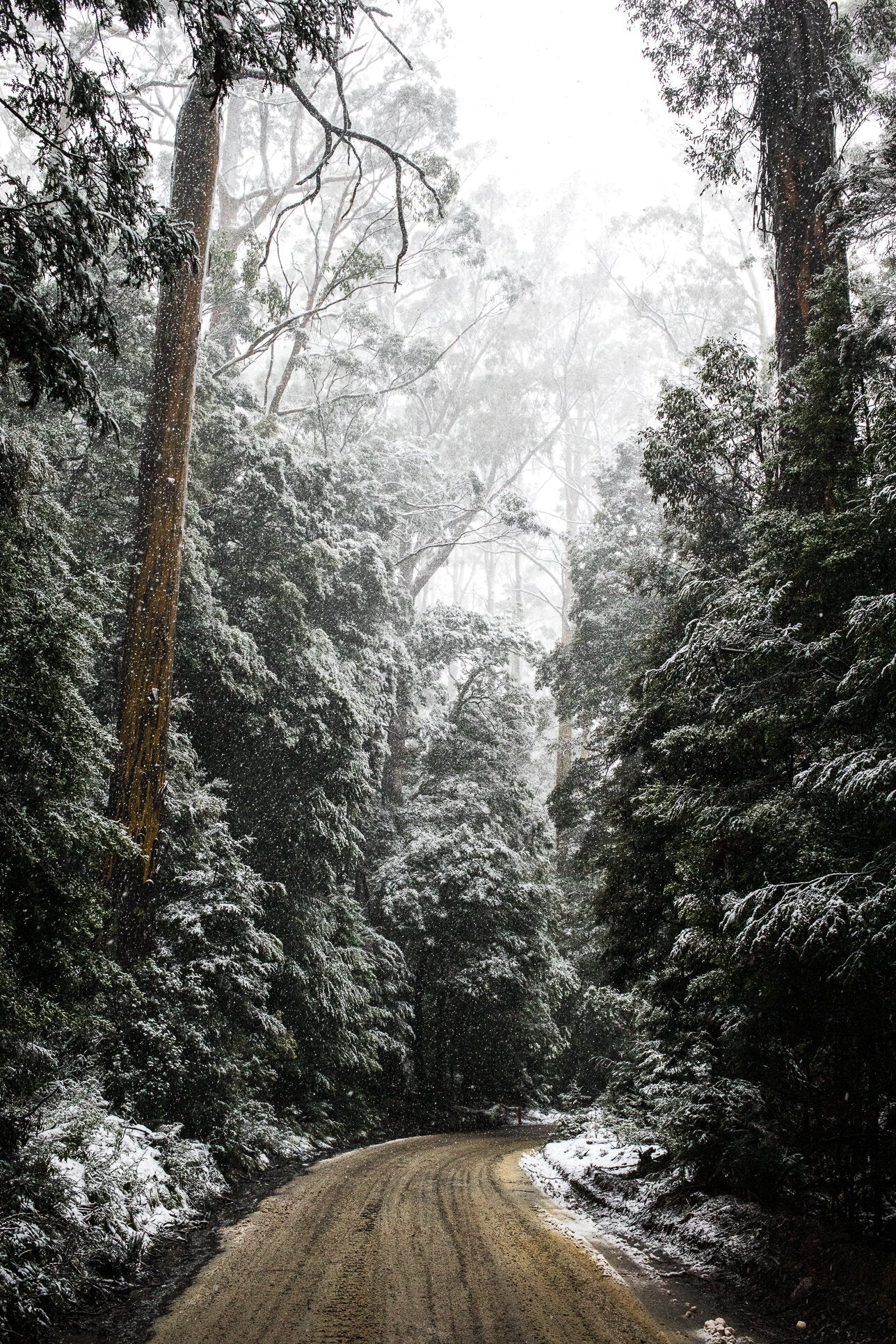 Alpine Roads - Kohutt™ - made in Tasmania