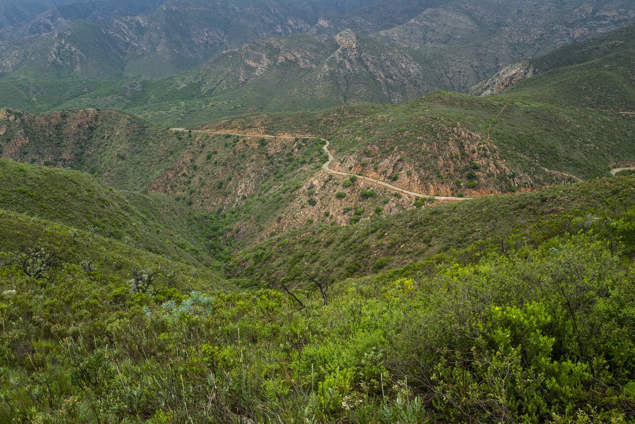 Valley of Baboons - Kohutt™ - made in Tasmania